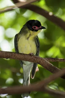 Figbird: Green Figbird