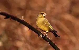Greenfinches: GREEN FINCH - male on thorn branch