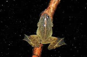 Pointed: Green Floating frog