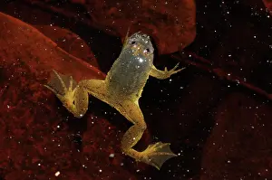 Pointed: Green Floating frog