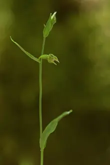 Flowered: Green-flowered Helleborine