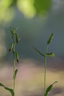 Flowered: Green-flowered Helleborine