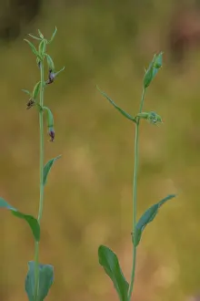 Flowered: Green-flowered Helleborine