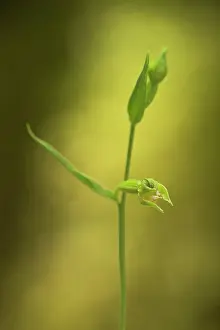 Flowered: Green-flowered Helleborine