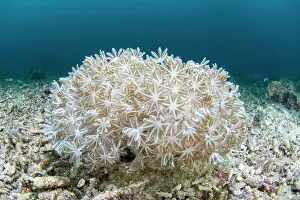 Visayan: Green Flowerpot coral (Goniopora stokesi), Moalboal