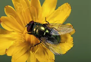 Lucilia: Green fly - on a flower