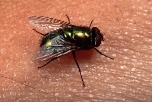 Lucilia: Green fly - on human skin