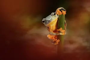 Green Flying Frog