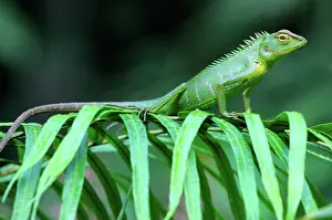 Sinharaja: Green Forest Lizard
