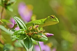 Calotes: Green Forest Lizard - close up - in flowering shrub