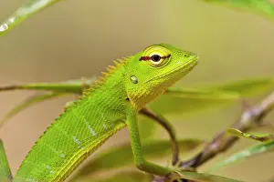 Calotes: Green Forest Lizard - close up showing head and front legs