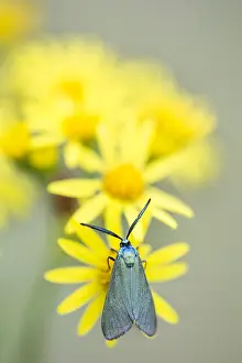 Glossy: Green Forester (Adscita statices) feeding on ye