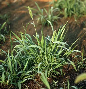 Foxtail: Green foxtail
