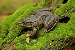 Clamitans: Green Frog