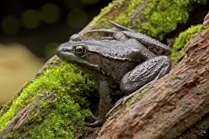 Clamitans: Green Frog