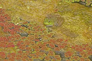 Clamitans: Green Frog