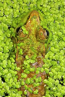 Clamitans: Green Frog
