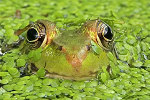 Clamitans: Green Frog