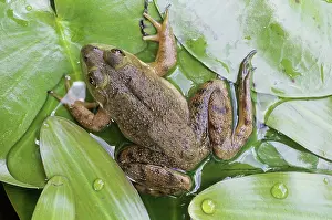 Pads: Green Frog