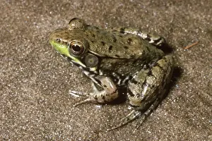 Clamitans: Green Frog