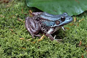 Ranid: Green Frog