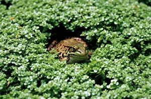 Clamitans: Green Frog