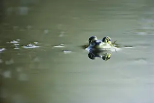 Indiana: Green Frog
