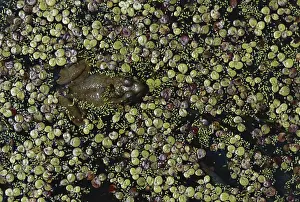 Duckweed: Green Frog