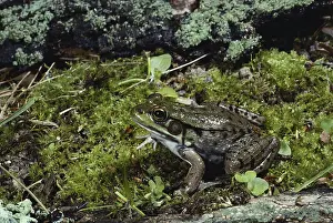 Ranid: Green Frog