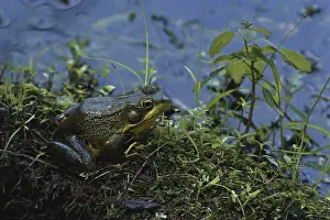 Ranid: Green Frog