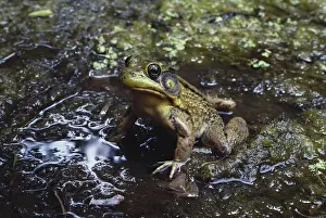 Ranid: Green Frog