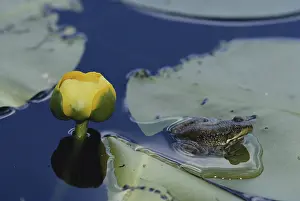 Nymphaeaceae: Green Frog