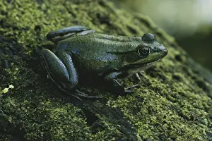 Ranid: Green Frog