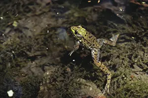 Ranid: Green Frog