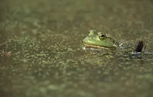 Clamitans: Green Frog