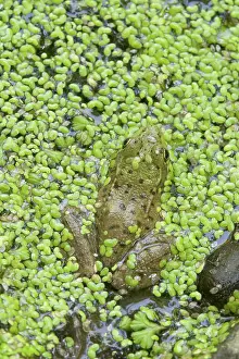 Duckweed: Green Frog
