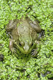 Duckweed: Green Frog