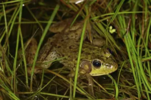 Clamitans: Green Frog