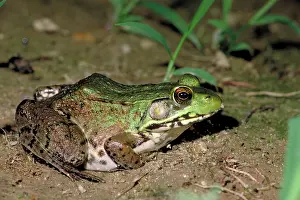 Ranidae: Green frog