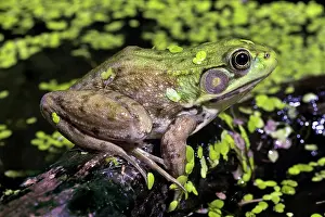 Ranidae: Green Frog