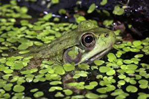 Ranidae: Green Frog