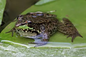 Clamitans: Green Frog - adult