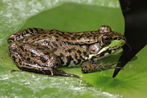 Clamitans: Green Frog - adult