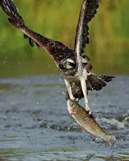 Attracting: Green Frog croaking