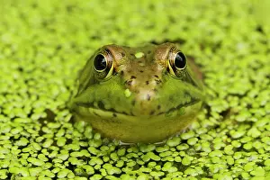 Clamitans: Green Frog - in duckweed