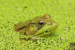 Clamitans: Green Frog - in duckweed