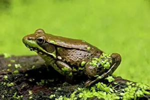 Clamitans: Green Frog - in duckweed