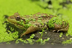 Clamitans: Green Frog - in duckweed