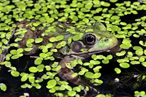 Ranidae: Green Frog and Duckweed