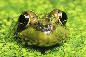 Ranidae: Green Frog Hiding in Duckweed